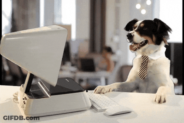 Dog Using Computer Monday Work Meme GIF