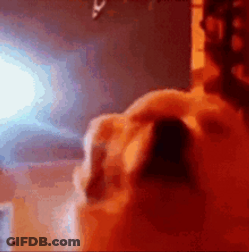 Dog Vibin' And Swaying Rgb Lights On GIF
