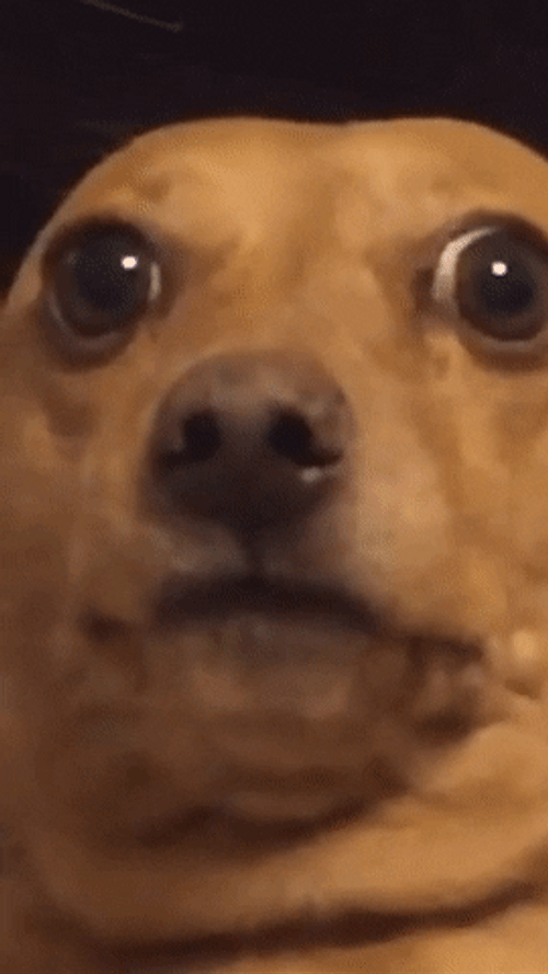 Dog Vietnam Flashback Face Reaction Zoom In GIF