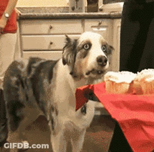Dog Vietnam Flashback Staring Off Into Cupcakes GIF