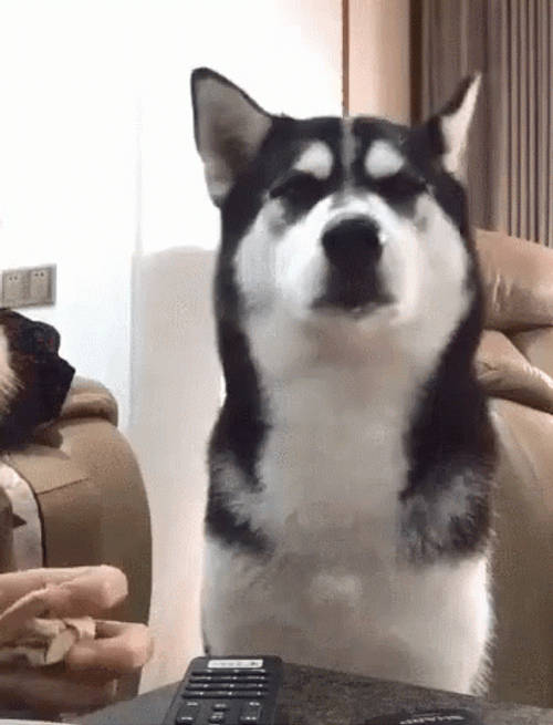 Dog Waiting Drooling GIF