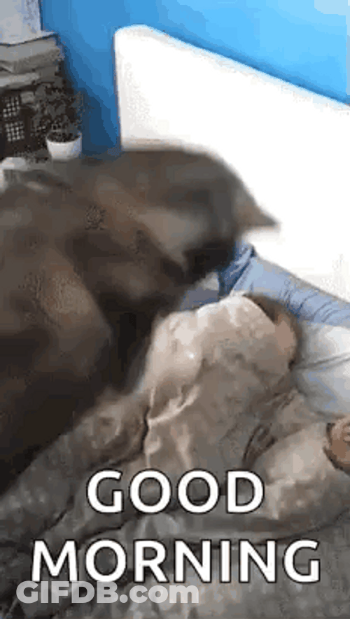 Dog Waking Up Good Morning Meme GIF
