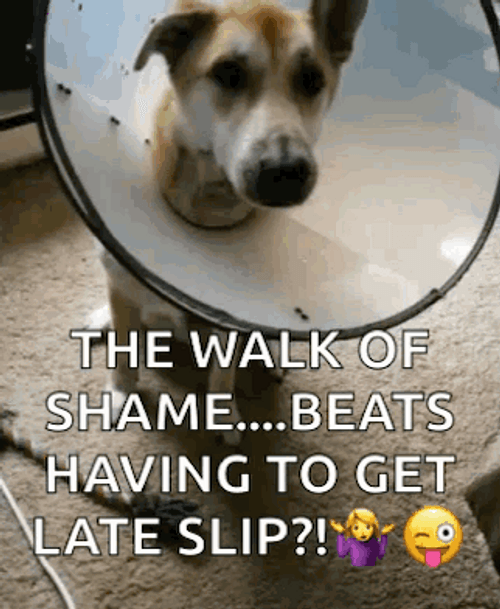 Dog Walk Of Shame GIF