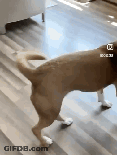 Dog Walking GIF