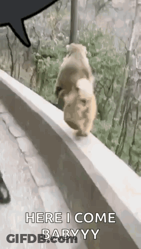 Dog Walking Along Wall Saying Here I Come Babyyy GIF