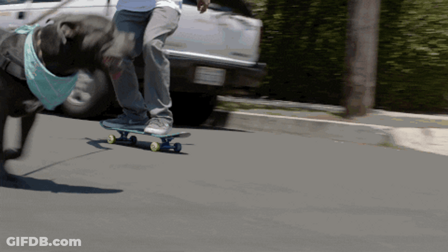 Dog Walking And Skateboarding GIF