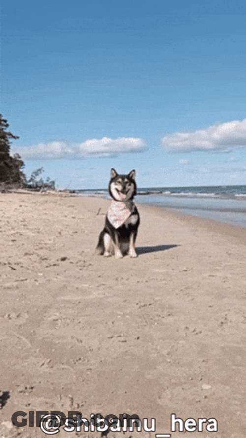 Dog Walking At The Beach GIF