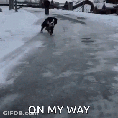 Dog Walking Down Snowy Street GIF