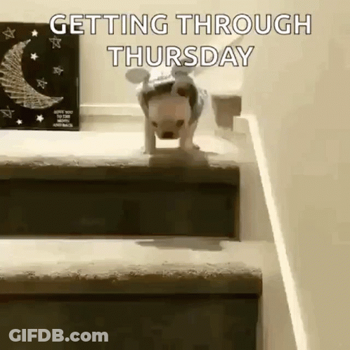 Dog Walking Down Stairs Getting Through Thursday GIF