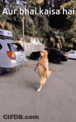 Dog Walking Down Street In Front Of Car GIF