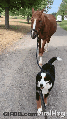 Dog Walking Horse GIF