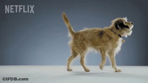 Dog Walking In Front Of Netflix Ad GIF
