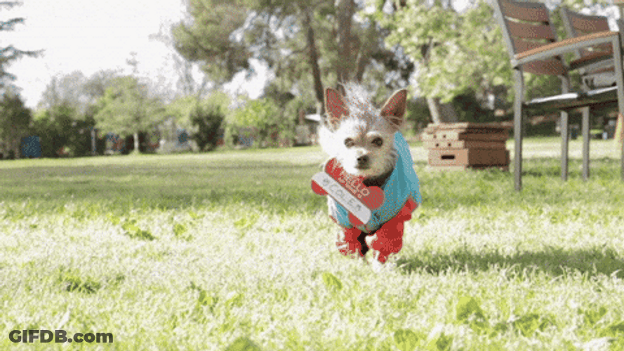 Dog Walking Near The Camera GIF