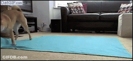 Dog Walking On Blue Mat In Front Of Couch GIF