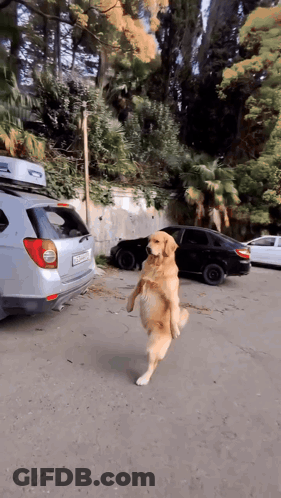 Dog Walking On Hind Legs In Front Of Silver Car GIF