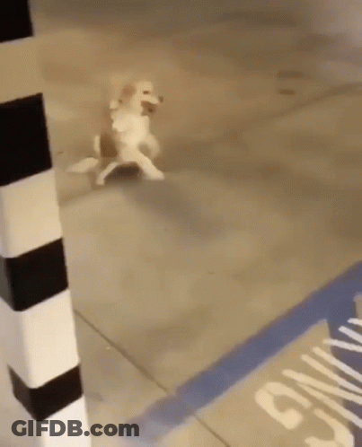 Dog Walking On Hind Legs On Sidewalk GIF