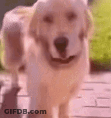 Dog Walking On Sidewalk With Tongue Out GIF