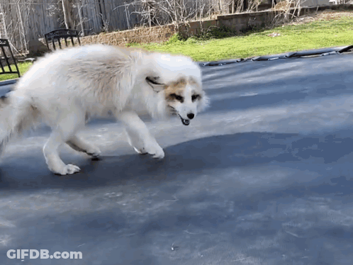 Dog Walking On Trampoline GIF