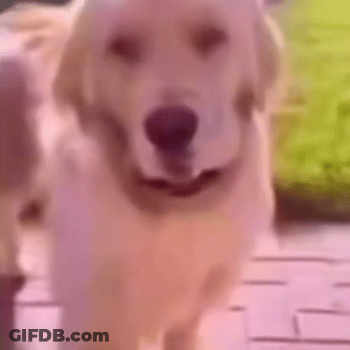 Dog Walking On Wooden Deck GIF
