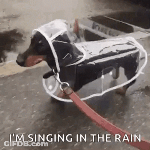 Dog Walking Singing In The Rain GIF