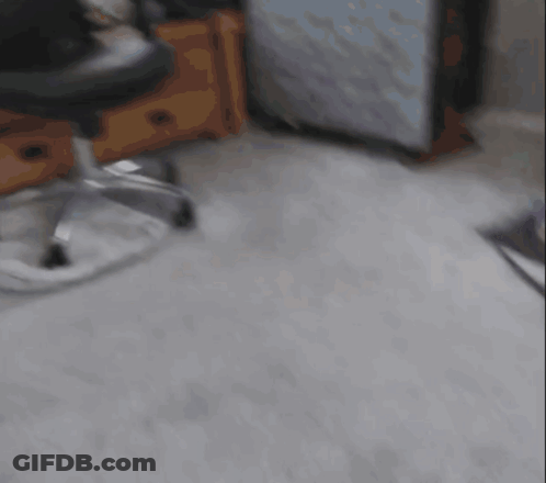 Dog Walking Through Hallway With Door GIF