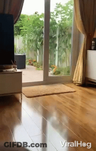 Dog Walking Through Living Room GIF