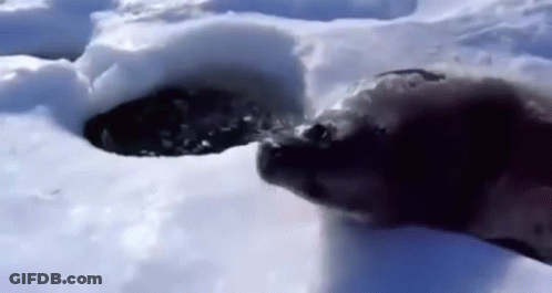 Dog Walking Through Snow GIF