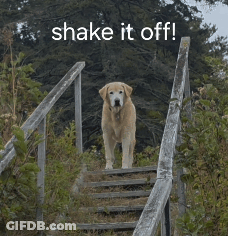 Dog Walking Up Wooden Stairs Saying Shake It Off GIF