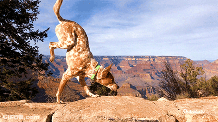 Dog Walking Upside Down On Balance Beam GIF