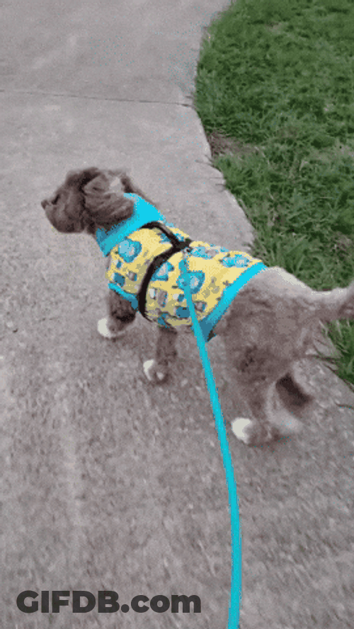 Dog Walking With Leash GIF