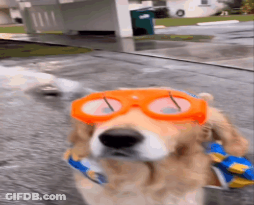 Dog Walking With Orange Goggles GIF
