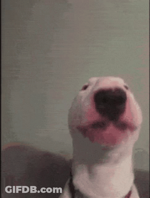 Dog Walter Head Swing GIF