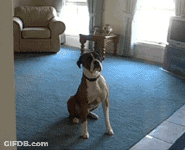 Dog Wanna Go For A Walk GIF