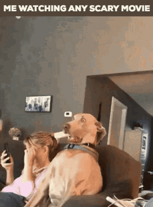 Dog Watching Scary Movie GIF