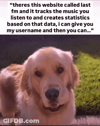 Dog Wearing Abercrombie & Fitch Hat GIF