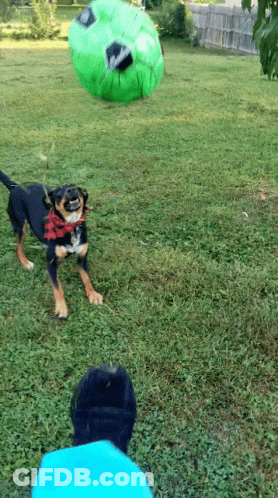 Dog Wearing Bandana Running Towards Green Ball GIF