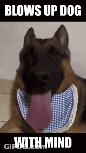 Dog Wearing Bib Blows Up Dog With Mind GIF