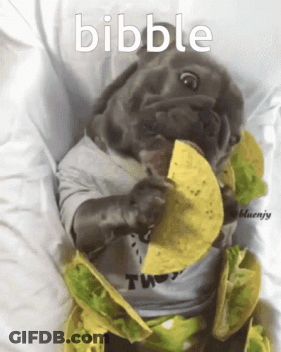 Dog Wearing Bibble Shirt Eating Tacos GIF