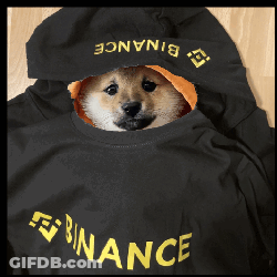 Dog Wearing Black Binance Sweatshirt GIF