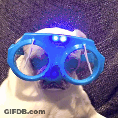 Dog Wearing Blue Glasses With Light GIF