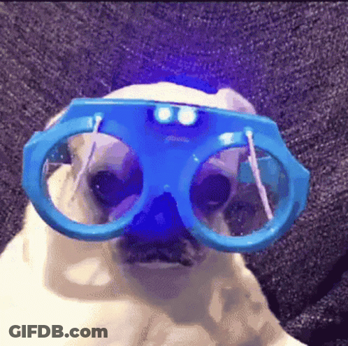 Dog Wearing Blue Goggles With Light GIF