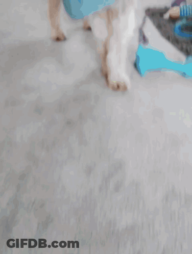 Dog Wearing Blue Whale Collar GIF