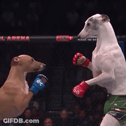 Dog Wearing Boxing Gloves With Number 30 GIF
