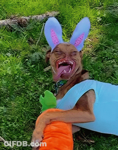 Dog Wearing Bunny Ears Holding Carrot GIF