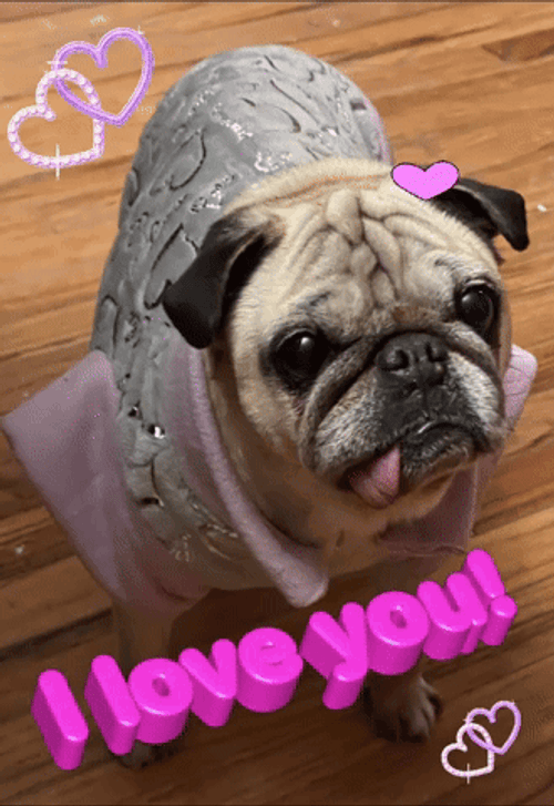 Dog Wearing Clothes I Love You GIF