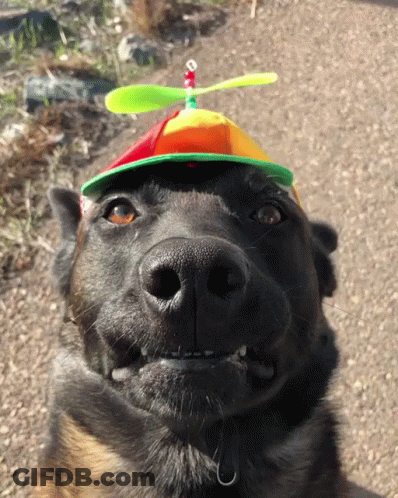 Dog Wearing Colorful Propeller Hat GIF