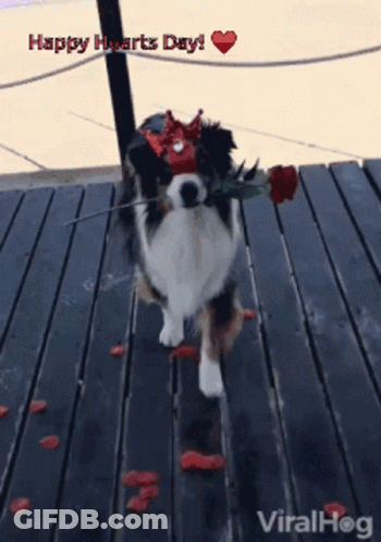 Dog Wearing Crown Holding Rose Happy Hearts Day GIF