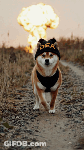 Dog Wearing Dea Hat On Dirt Road GIF