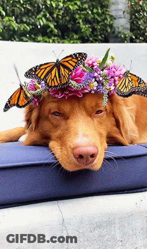 Dog Wearing Flower And Butterfly Crown GIF