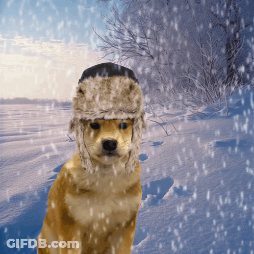 Dog Wearing Furry Hat In Snow GIF